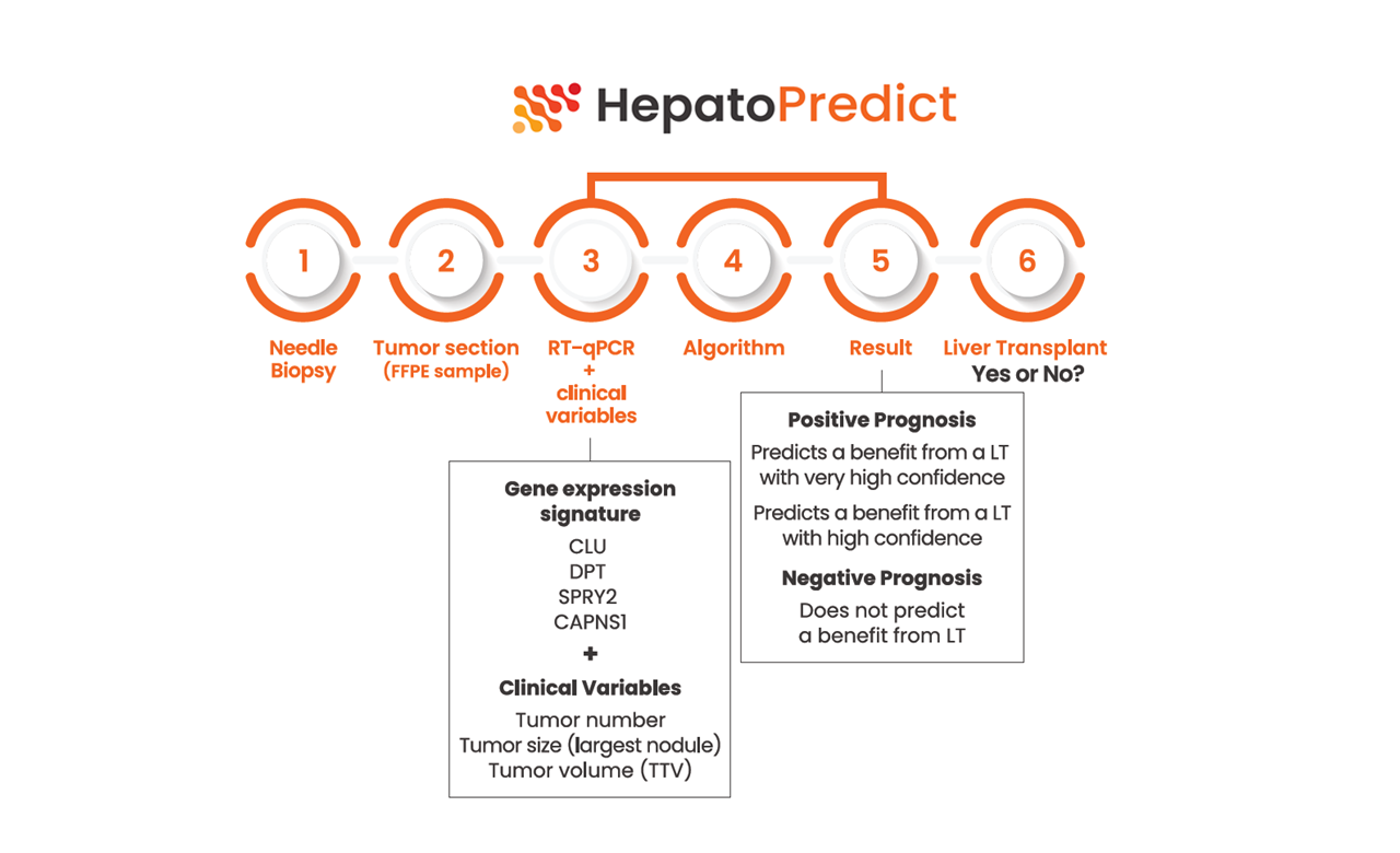 hepatopredict supports your decision visual